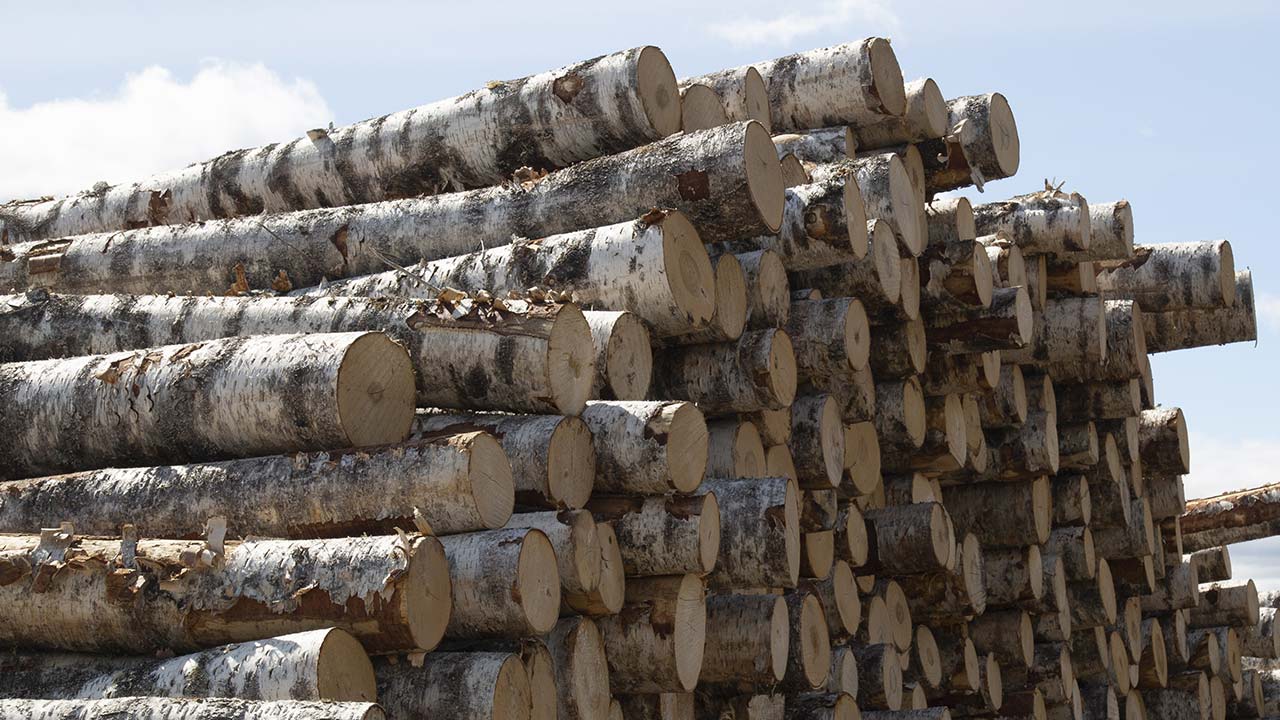 Stammer af birketræ til krydsfiner